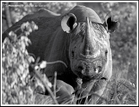 Black Rhino © Gerry van der Walt