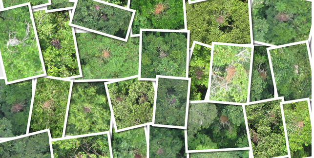 Orangutan Nests Collage