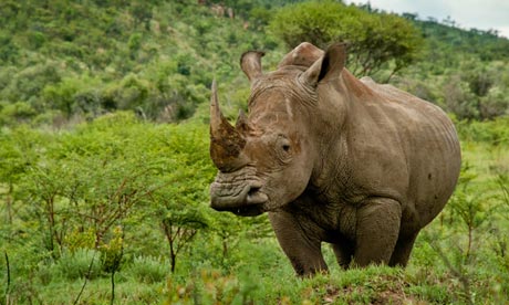 How technology can save our rhino