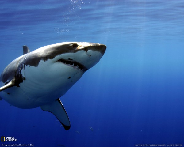 Great White Shark in Danger