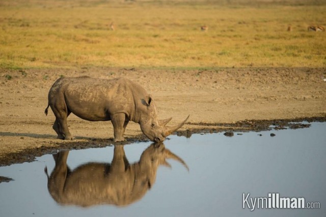 Rhino Water
