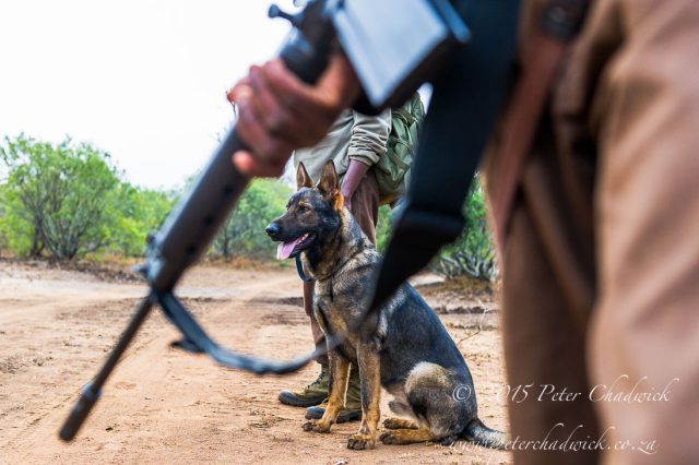 Anti-poaching dog patrols and training session, Mkhaya Game Reserve, Swaziland