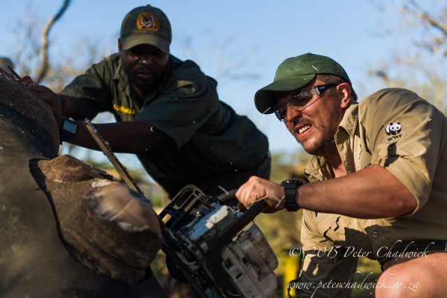 White Rhino capture and de-horning to assist with anti-poaching, Somkhanda Private Game Reserve, KwaZulu Natal, South Africa