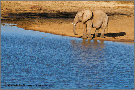 Image © Gerry van der Walt - Elephant Drinking